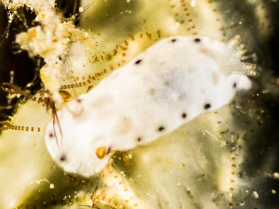 Hypselodoris lacuna